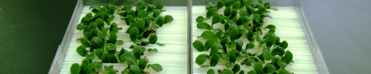 Germination test